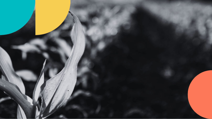 Comment construire un SI capable de soutenir l’évolution des coopératives agricoles ?